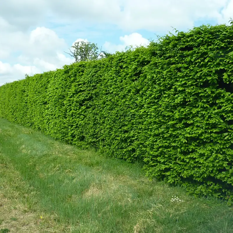 Le Mur Végétal — kits de haies, arbustes fruitiers et végétaux à planter pour jardin Le Mur Végétal — kits de haies, arbustes fruitiers et végétaux à planter pour jardin