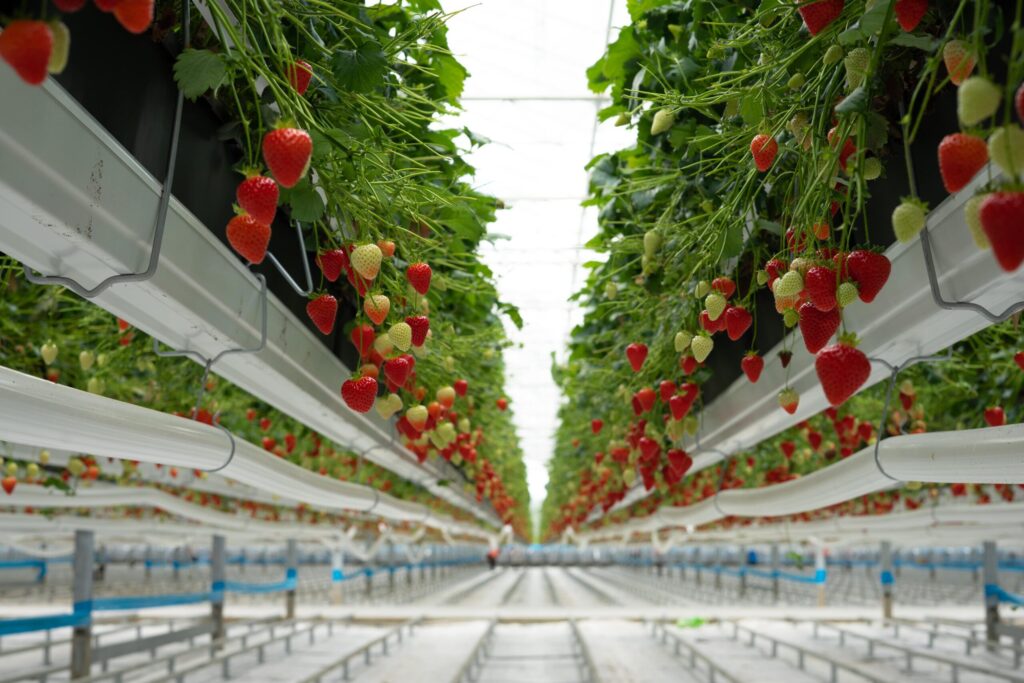 Serre verticale automatisée pour fraises à grande échelle et agriculture durable Serre verticale automatisée pour fraises à grande échelle et agriculture durable